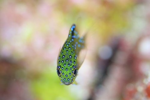 ルリホシスズメダイ