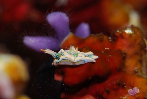 トウモンウミコチョウ