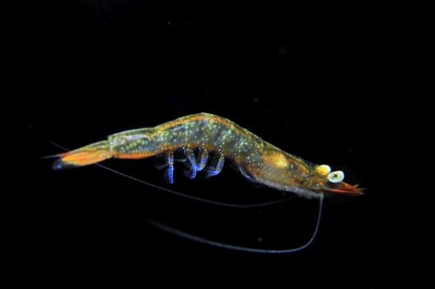 刺激的な水中生物