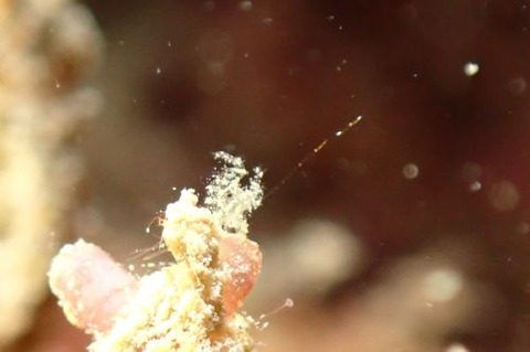 フィコカリス・シムランス