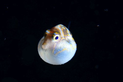刺激的な水中生物