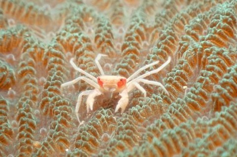 ケブカガニ科の1種