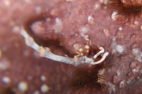 ケラマミノウミウシ