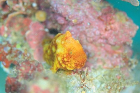 カエルアンコウモドキ