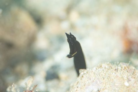 ハナヒゲウツボ