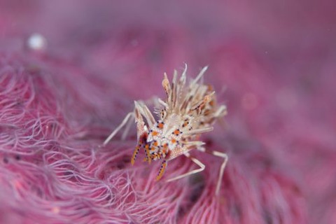 トゲツノメエビ