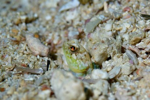 アゴアマダイ属の1種