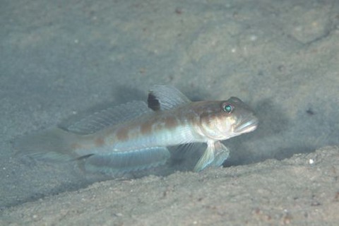 ゼータサルハゼ