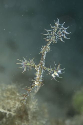 ニシキフウライウオ