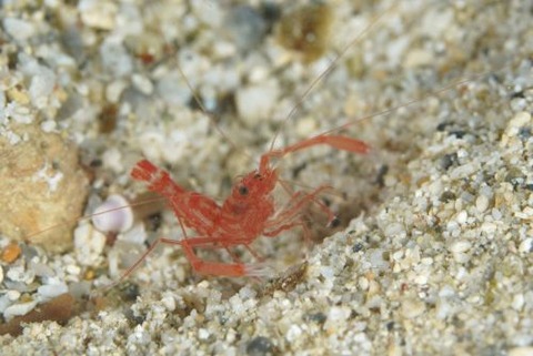 シノノメスベスベオトヒメエビ