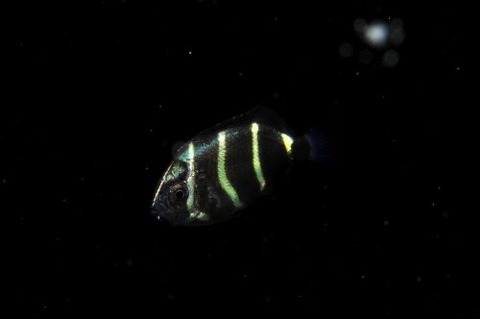 刺激的な水中生物