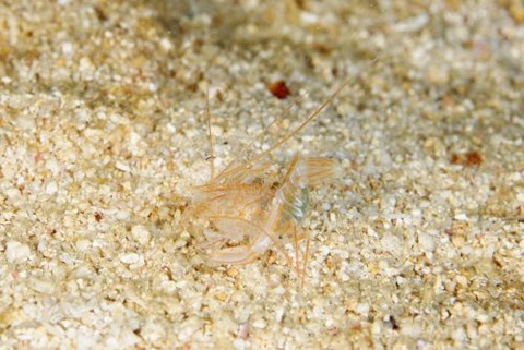 サンゴヒメエビ