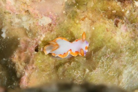 クチバイロウミウシ