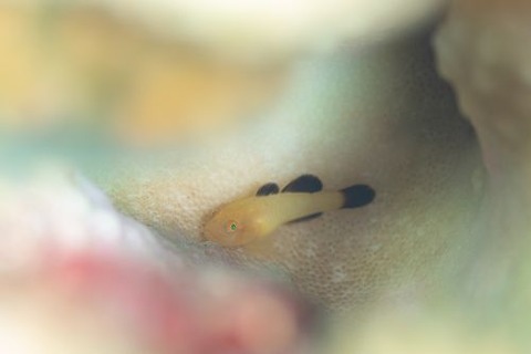 カサイダルマハゼ