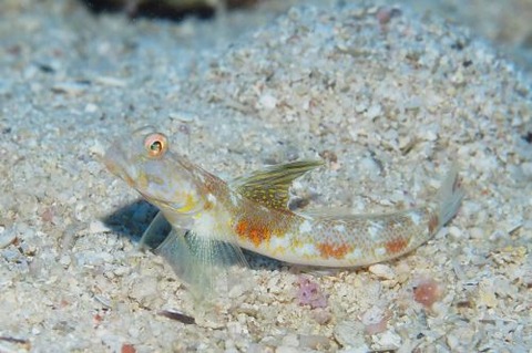 オニハゼ属の1種