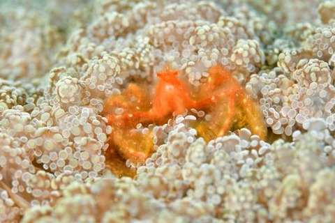 クモガニ科の1種