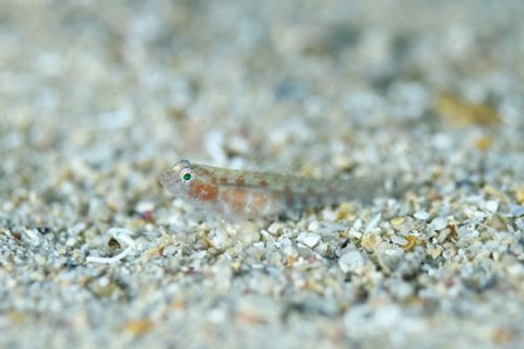 イソハゼ属の1種