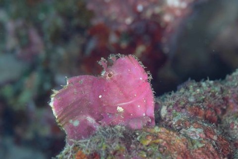 ハダカハオコゼ