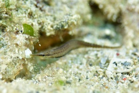 ハシナガチゴヨウジ