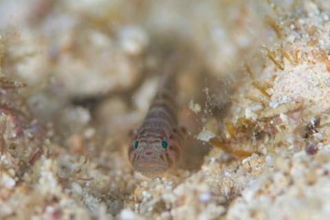 コベンケイハゼ