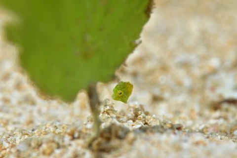 セダカカワハギ