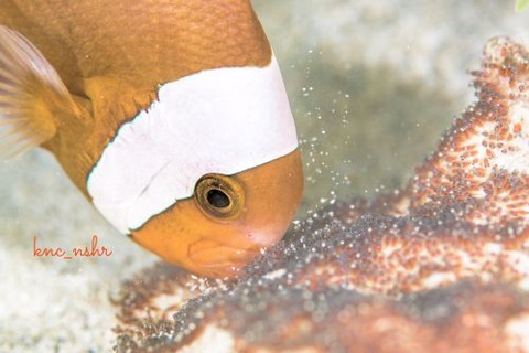 トウアカクマノミ