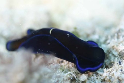 アオフチキセワタ