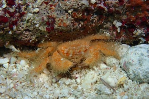 ケブカガニ科の1種