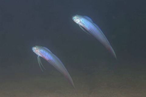 ブルーバードリボンゴビー