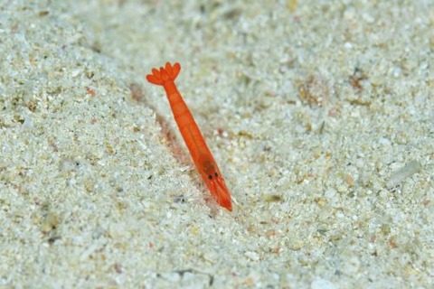 オガミテッポウエビ