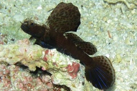 ホタテツノハゼ