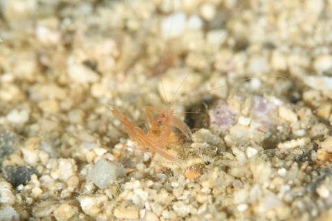 スベスベオトヒメエビ属の1種