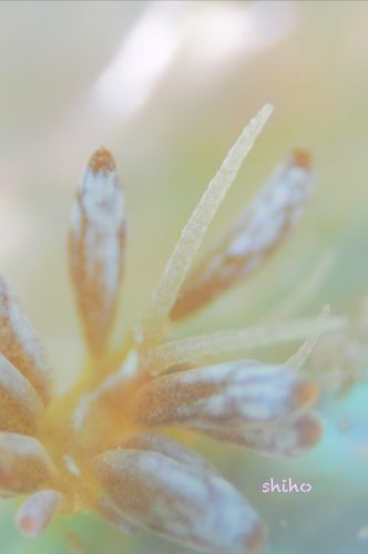 アカクセニアウミウシ