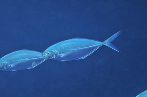 マブタシマアジ