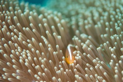 セジロクマノミ