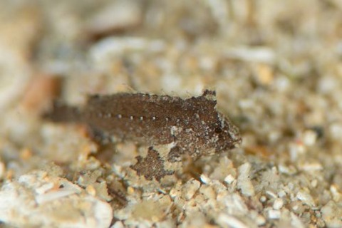 Acanthosphex leurynnis