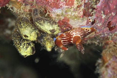 クロスジリュウグウウミウシ