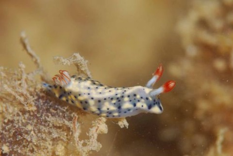 ホシゾラウミウシ