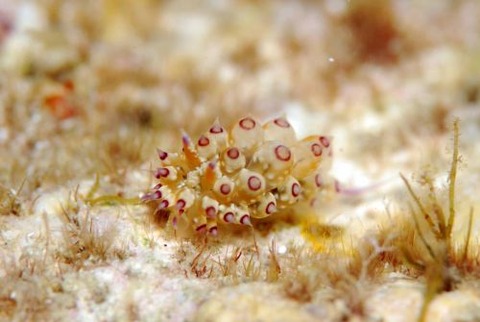 トゲトゲウミウシ