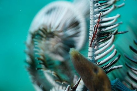 ウミシダヤドリエビ