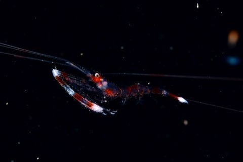 刺激的な水中生物