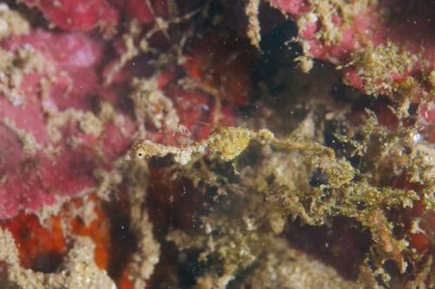 キオネミクティス・ルメンガニィ