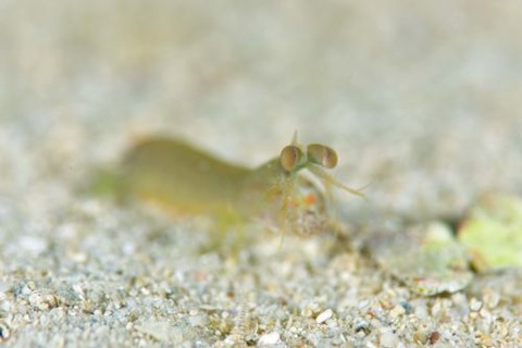 フトユビシャコモドキ属の1種