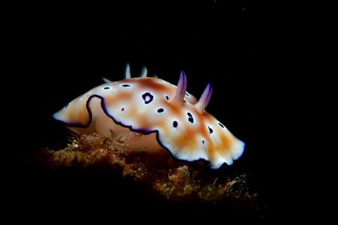 ヒョウモンウミウシ