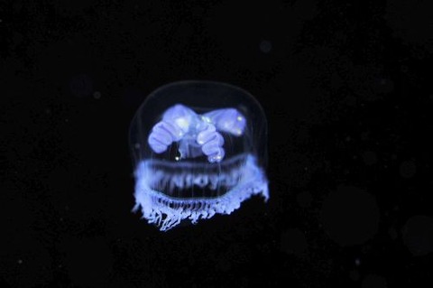 刺激的な水中生物