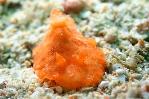 ウミウシ不明種