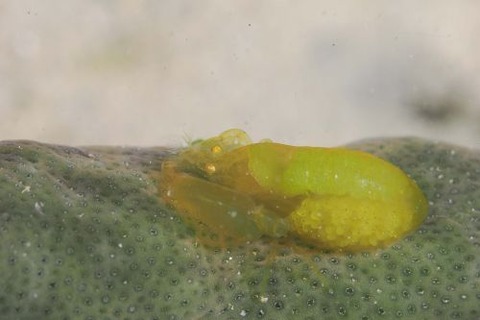 Periclimenaeus storchi