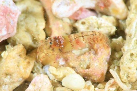 ヤドリエビモドキ