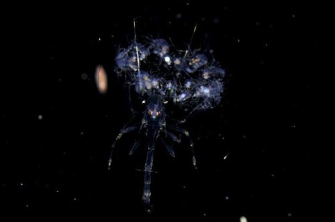 刺激的な水中生物