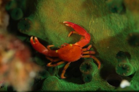 ベニサンゴガニ